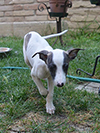 Nuovi cuccioli levriero whippet disponibili