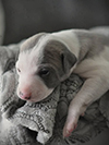 Nuovi cuccioli levriero whippet disponibili