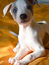 Nuovi cuccioli levriero whippet disponibili