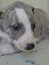 Nuovi cuccioli levriero whippet disponibili