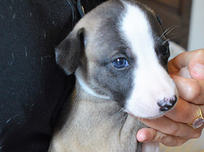 Nuovi cuccioli levriero whippet