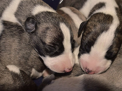 Nuovi cuccioli levriero whippet