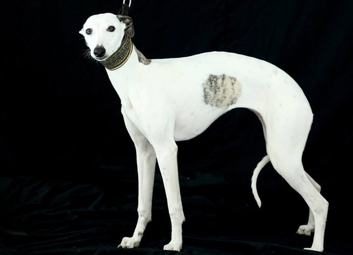 levrieri whippet - Malù aka Sogno