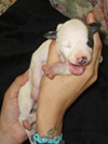 Nuovi cuccioli disponibili