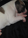 Nuovi cuccioli disponibili