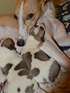 Nuovi cuccioli levriero whippet disponibili