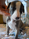 Nuovi cuccioli levriero whippet disponibili