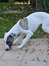 Nuovi cuccioli levriero whippet disponibili