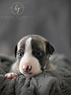 Nuovi cuccioli levriero whippet disponibili