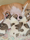 Nuovi cuccioli levriero whippet disponibili