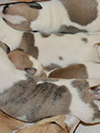 Nuovi cuccioli levriero whippet disponibili