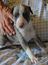 Nuovi cuccioli levriero whippet disponibili