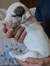 Nuovi cuccioli levriero whippet disponibili