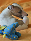 Nuovi cuccioli levriero whippet disponibili