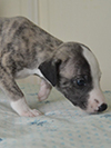 Nuovi cuccioli levriero whippet disponibili