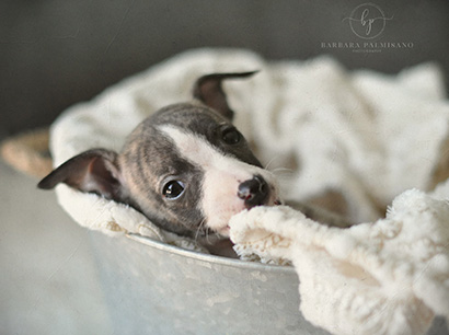 Nuovi cuccioli levriero whippet