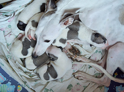 Nuovi cuccioli levriero whippet