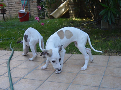 Nuovi cuccioli levriero whippet