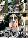 Nuovi cuccioli levriero whippet disponibili