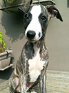 Nuovi cuccioli levriero whippet disponibili