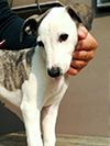 Nuovi cuccioli levriero whippet disponibili