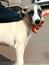 Nuovi cuccioli levriero whippet disponibili