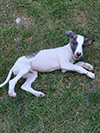 Nuovi cuccioli levriero whippet disponibili