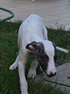 Nuovi cuccioli levriero whippet disponibili