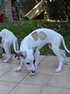 Nuovi cuccioli levriero whippet disponibili