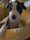 Nuovi cuccioli levriero whippet disponibili