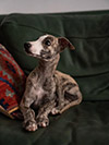 Nuovi cuccioli levriero whippet disponibili