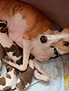 Nuovi cuccioli levriero whippet disponibili