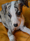 Nuovi cuccioli levriero whippet disponibili