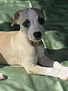 Nuovi cuccioli levriero whippet disponibili