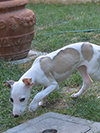 Nuovi cuccioli levriero whippet disponibili