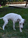 Nuovi cuccioli levriero whippet disponibili