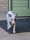 Nuovi cuccioli levriero whippet disponibili