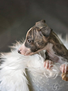 Nuovi cuccioli levriero whippet disponibili