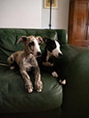 Nuovi cuccioli levriero whippet disponibili