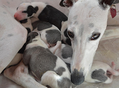 Nuovi cuccioli levriero whippet