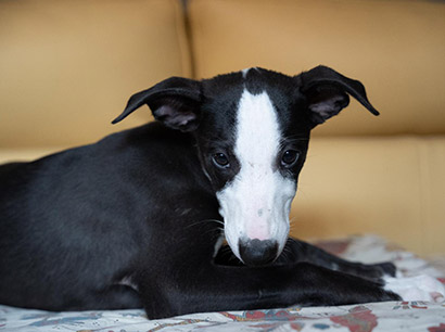 Nuovi cuccioli levriero whippet