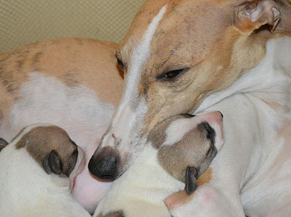 Nuovi cuccioli levriero whippet